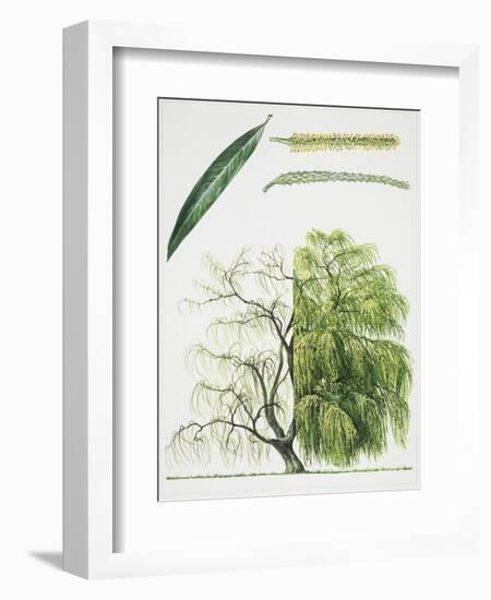 Willow (Salix L.)-null-Framed Giclee Print