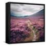 Canvas Black