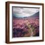 Brown Frame