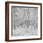 Brown Frame