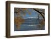 Willow tree and Buchanan Peaks reflected in Lake Wanaka, Otago, South Island, New Zealand-David Wall-Framed Photographic Print