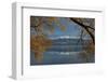 Willow tree and Buchanan Peaks reflected in Lake Wanaka, Otago, South Island, New Zealand-David Wall-Framed Photographic Print