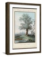 Willow Tree at the Side of a Pond-Piringer-Framed Art Print