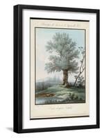 Willow Tree at the Side of a Pond-Piringer-Framed Art Print