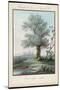 Willow Tree at the Side of a Pond-Piringer-Mounted Art Print