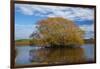 Willow Tree, Lake Tuakitoto, Near Benhar, South Otago, South Island, New Zealand-David Wall-Framed Photographic Print