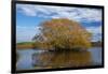 Willow Tree, Lake Tuakitoto, Near Benhar, South Otago, South Island, New Zealand-David Wall-Framed Photographic Print