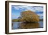 Willow Tree, Lake Tuakitoto, Near Benhar, South Otago, South Island, New Zealand-David Wall-Framed Photographic Print