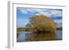 Willow Tree, Lake Tuakitoto, Near Benhar, South Otago, South Island, New Zealand-David Wall-Framed Photographic Print