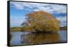 Willow Tree, Lake Tuakitoto, Near Benhar, South Otago, South Island, New Zealand-David Wall-Framed Stretched Canvas