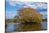 Willow Tree, Lake Tuakitoto, Near Benhar, South Otago, South Island, New Zealand-David Wall-Stretched Canvas