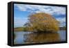 Willow Tree, Lake Tuakitoto, Near Benhar, South Otago, South Island, New Zealand-David Wall-Framed Stretched Canvas