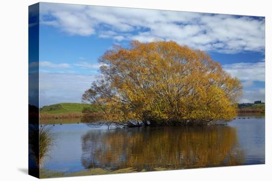 Willow Tree, Lake Tuakitoto, Near Benhar, South Otago, South Island, New Zealand-David Wall-Stretched Canvas