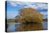 Willow Tree, Lake Tuakitoto, Near Benhar, South Otago, South Island, New Zealand-David Wall-Stretched Canvas