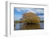 Willow Tree, Lake Tuakitoto, Near Benhar, South Otago, South Island, New Zealand-David Wall-Framed Photographic Print