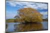 Willow Tree, Lake Tuakitoto, Near Benhar, South Otago, South Island, New Zealand-David Wall-Mounted Photographic Print