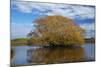 Willow Tree, Lake Tuakitoto, Near Benhar, South Otago, South Island, New Zealand-David Wall-Mounted Photographic Print