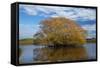 Willow Tree, Lake Tuakitoto, Near Benhar, South Otago, South Island, New Zealand-David Wall-Framed Stretched Canvas