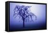 Willow Tree-null-Framed Stretched Canvas