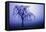 Willow Tree-null-Framed Stretched Canvas