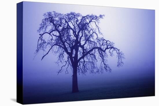 Willow Tree-null-Stretched Canvas