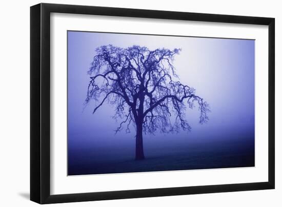 Willow Tree-null-Framed Premium Photographic Print