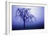 Willow Tree-null-Framed Premium Photographic Print