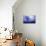 Willow Tree-null-Mounted Photographic Print displayed on a wall