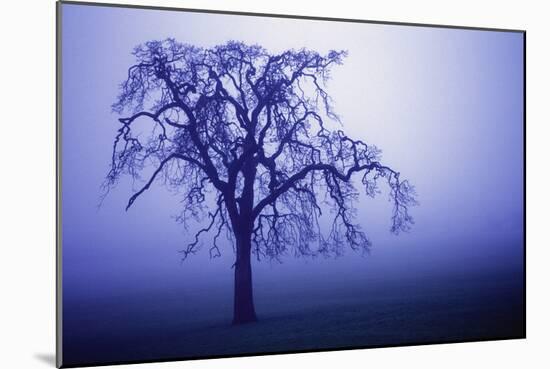 Willow Tree-null-Mounted Photographic Print