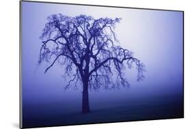 Willow Tree-null-Mounted Photographic Print