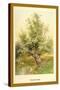 Willow Tree-W.h.j. Boot-Stretched Canvas
