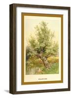 Willow Tree-W.h.j. Boot-Framed Art Print