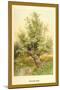 Willow Tree-W.h.j. Boot-Mounted Art Print
