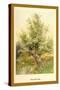 Willow Tree-W.h.j. Boot-Stretched Canvas