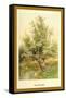 Willow Tree-W.h.j. Boot-Framed Stretched Canvas