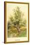 Willow Tree-W.h.j. Boot-Stretched Canvas