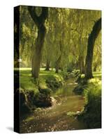 Willow Trees by Forest Stream, New Forest, Hampshire, England, UK, Europe-Dominic Webster-Stretched Canvas