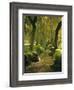 Willow Trees by Forest Stream, New Forest, Hampshire, England, UK, Europe-Dominic Webster-Framed Photographic Print