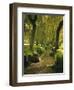 Willow Trees by Forest Stream, New Forest, Hampshire, England, UK, Europe-Dominic Webster-Framed Photographic Print
