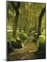 Willow Trees by Forest Stream, New Forest, Hampshire, England, UK, Europe-Dominic Webster-Mounted Photographic Print