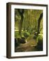 Willow Trees by Forest Stream, New Forest, Hampshire, England, UK, Europe-Dominic Webster-Framed Photographic Print