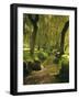 Willow Trees by Forest Stream, New Forest, Hampshire, England, UK, Europe-Dominic Webster-Framed Photographic Print