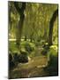 Willow Trees by Forest Stream, New Forest, Hampshire, England, UK, Europe-Dominic Webster-Mounted Photographic Print