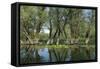 Willow Trees (Salix) Growing in Water, Lake Skadar, Lake Skadar National Park, Montenegro, May 2008-Radisics-Framed Stretched Canvas