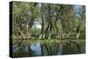 Willow Trees (Salix) Growing in Water, Lake Skadar, Lake Skadar National Park, Montenegro, May 2008-Radisics-Stretched Canvas