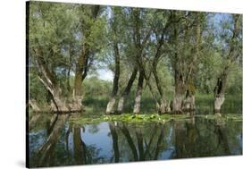 Willow Trees (Salix) Growing in Water, Lake Skadar, Lake Skadar National Park, Montenegro, May 2008-Radisics-Stretched Canvas