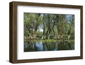 Willow Trees (Salix) Growing in Water, Lake Skadar, Lake Skadar National Park, Montenegro, May 2008-Radisics-Framed Photographic Print