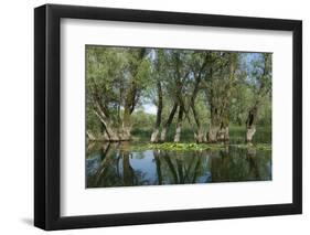 Willow Trees (Salix) Growing in Water, Lake Skadar, Lake Skadar National Park, Montenegro, May 2008-Radisics-Framed Photographic Print