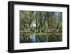 Willow Trees (Salix) Growing in Water, Lake Skadar, Lake Skadar National Park, Montenegro, May 2008-Radisics-Framed Photographic Print