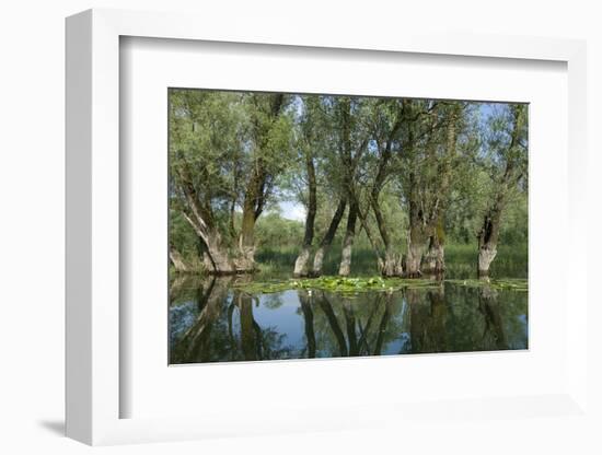 Willow Trees (Salix) Growing in Water, Lake Skadar, Lake Skadar National Park, Montenegro, May 2008-Radisics-Framed Photographic Print